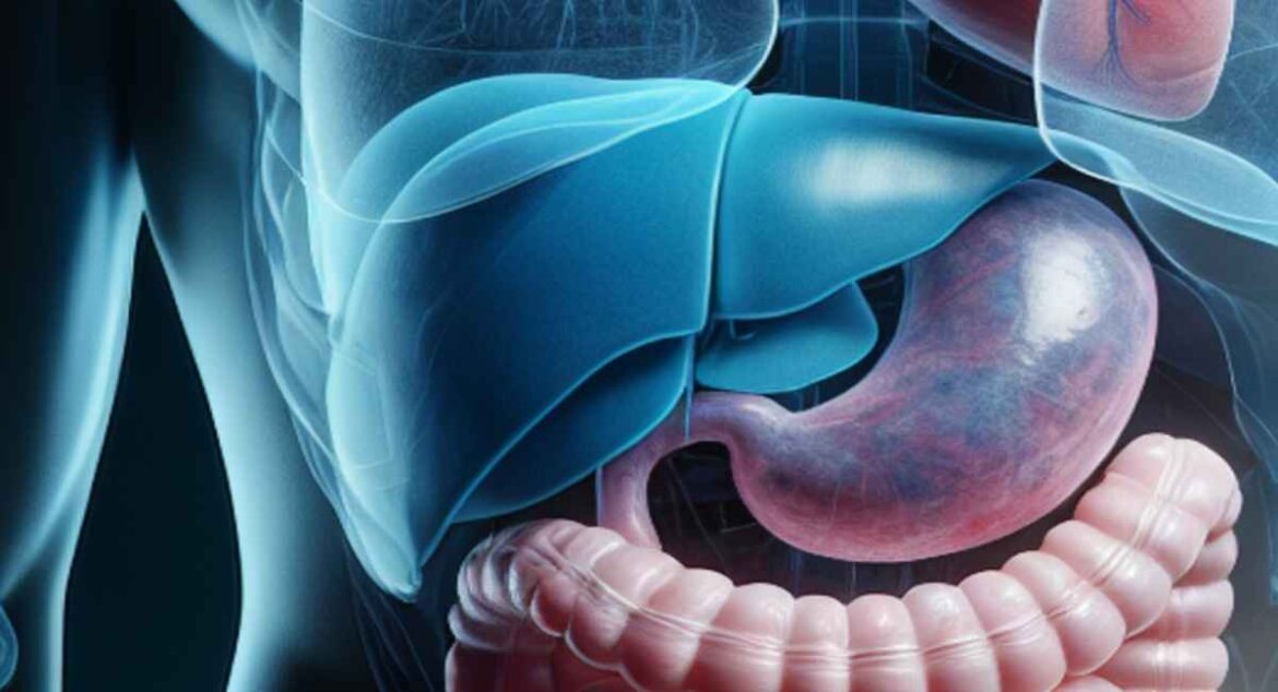 Anatomische Darstellung der menschlichen Leber im Kontext des Verdauungssystems mit Magen und Darm.