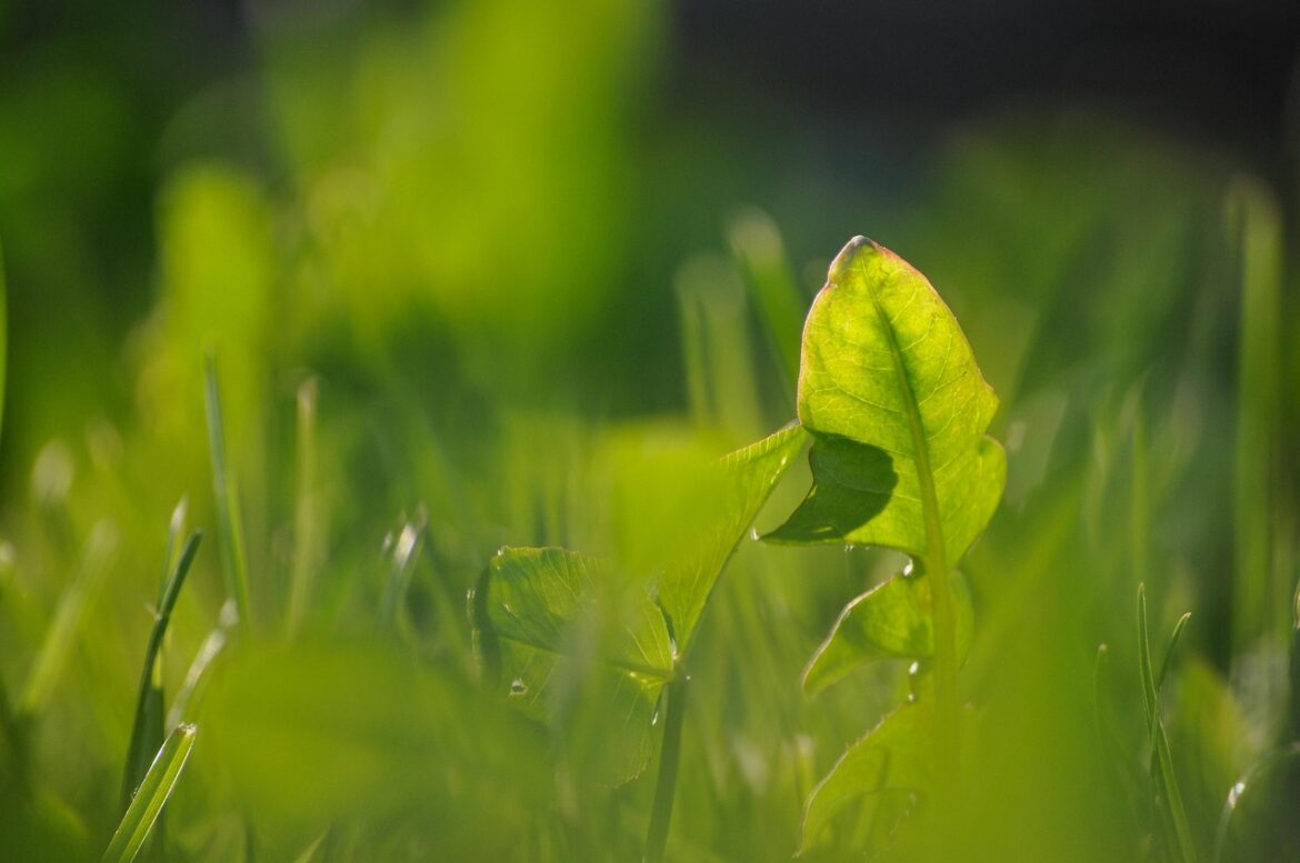 Frisches Löwenzahnblatt in einer grünen Wiese bei Sonnenlicht